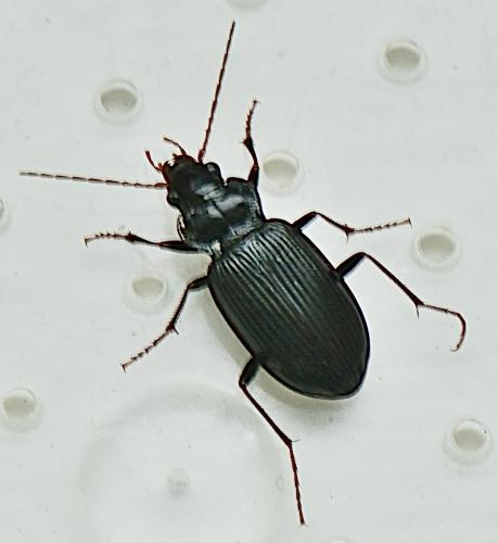 Réf. 350 394 : Nebria brevicollis